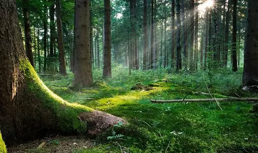 miglioramento proprietà boschive